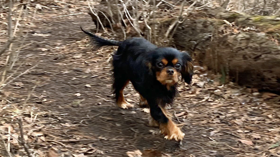 Bear in South Milwaukee, WI