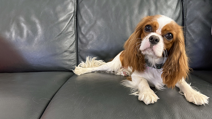 Bitsy in Broken Arrow, OK