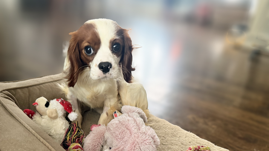 Bowie in Nashville, TN