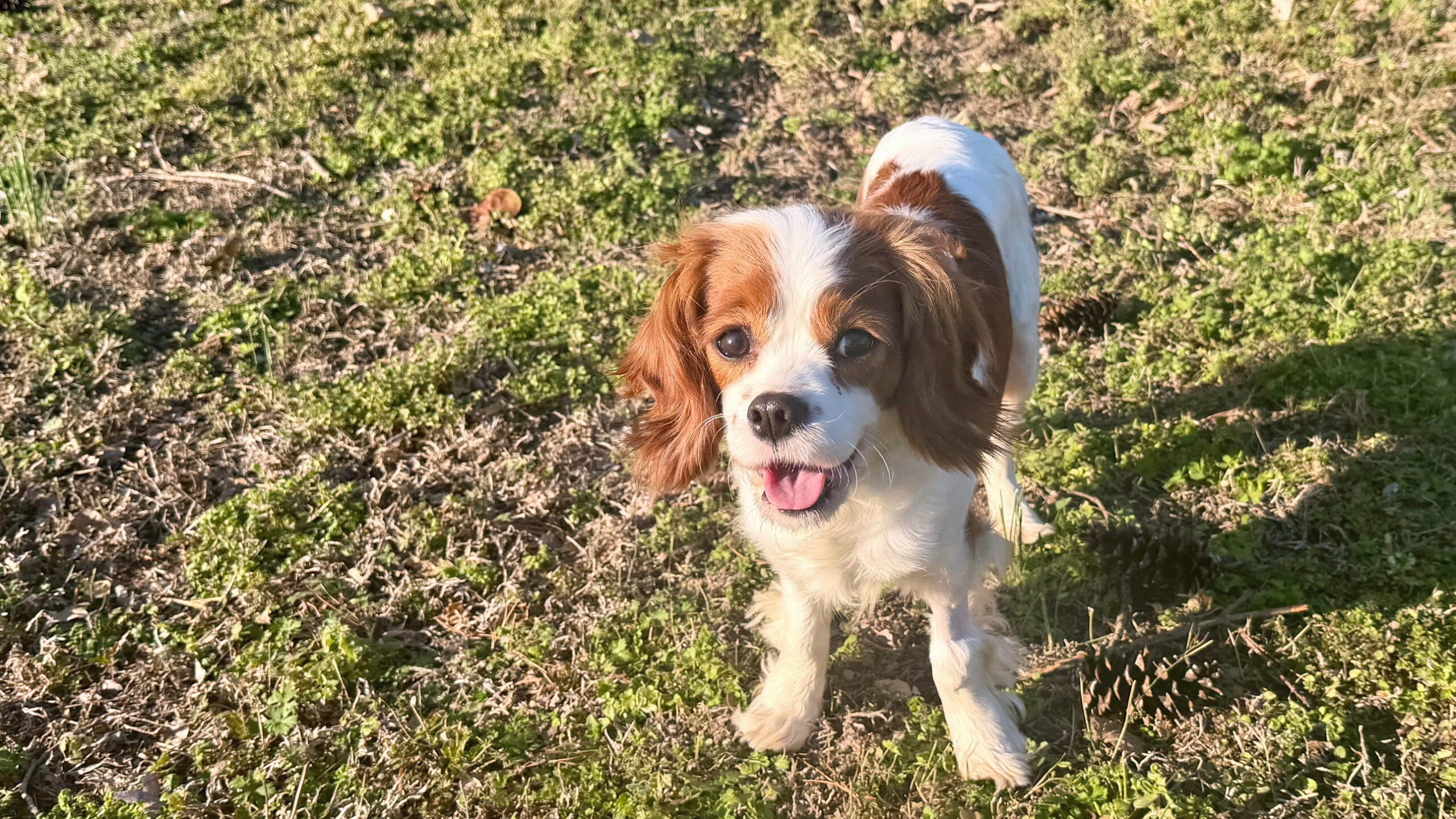 Dixie in Nashville, TN