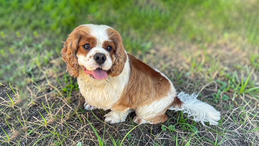 Finn in Pittsburg, CA
