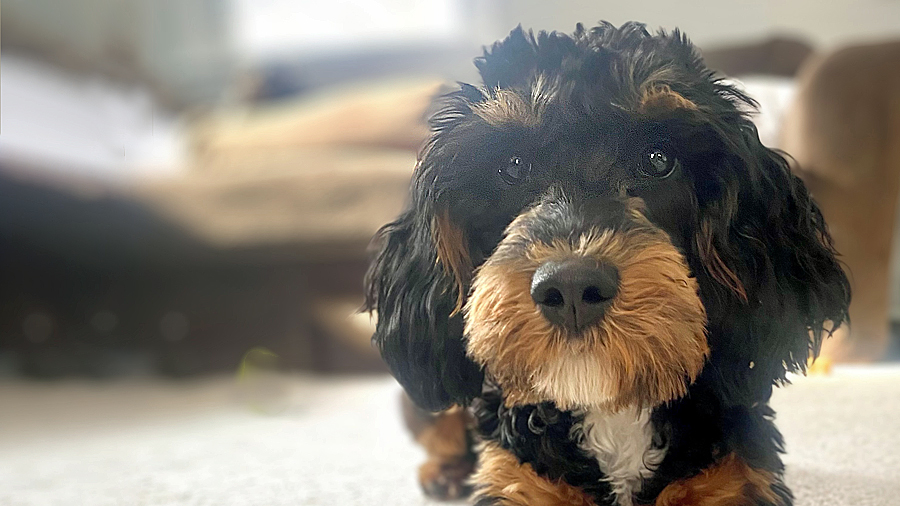 Finnegan in Derby Line, VT