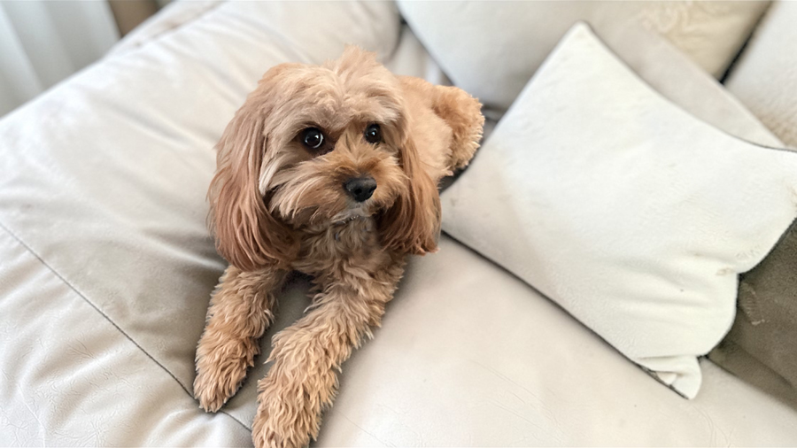 Hallie in Hingham, MA