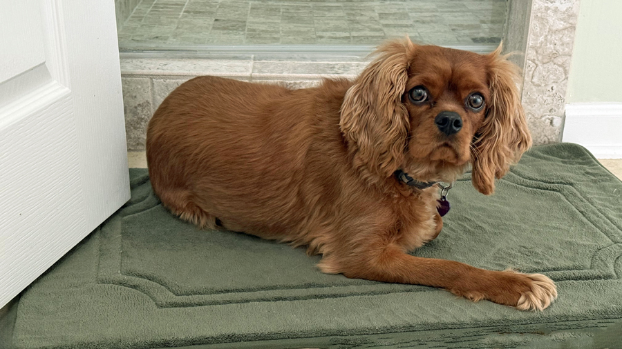 Harry in Summerville, SC