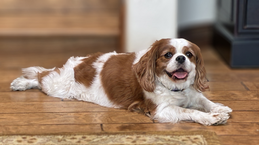 Leia in Camarillo, CA