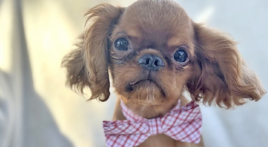 Ollie in Highland Park, IL