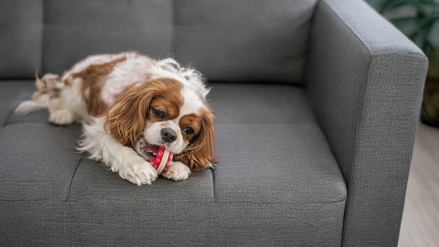 Mr. Peabody in Belleville, IL