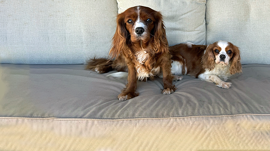 Ruby and Lucy in Greensboro, NC