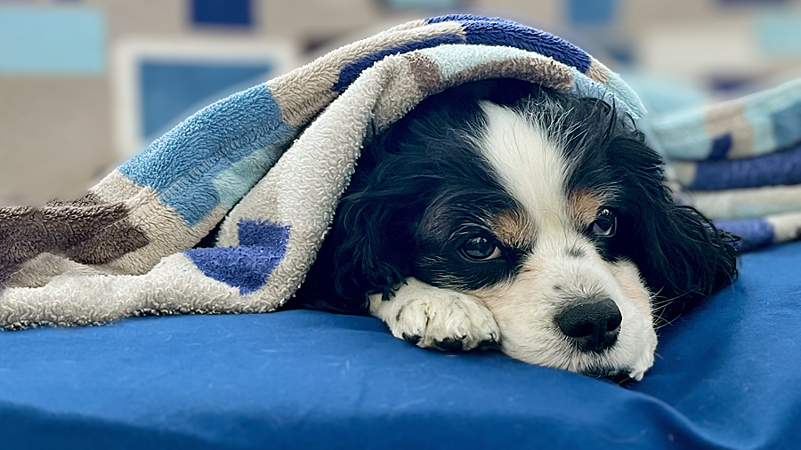 Sancho in Ypsilanti, MI