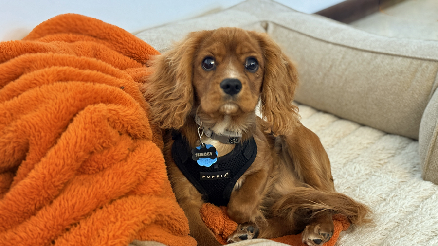 Shaggy in Plymouth, MI