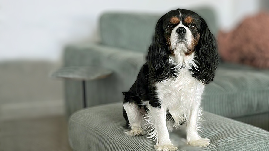 Mister in Ft. Worth, TX