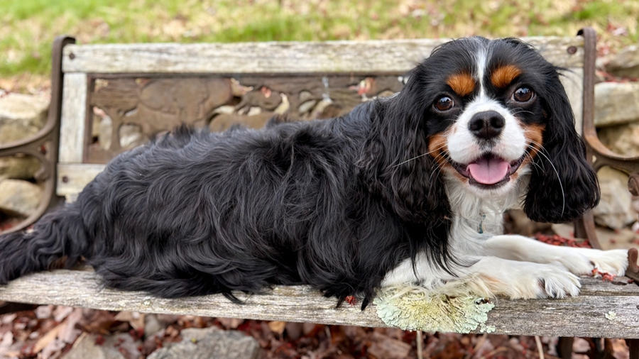 Marley in Nashua, NH