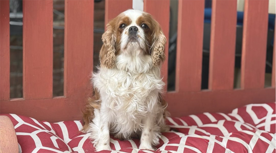 Megan in Middletown, PA