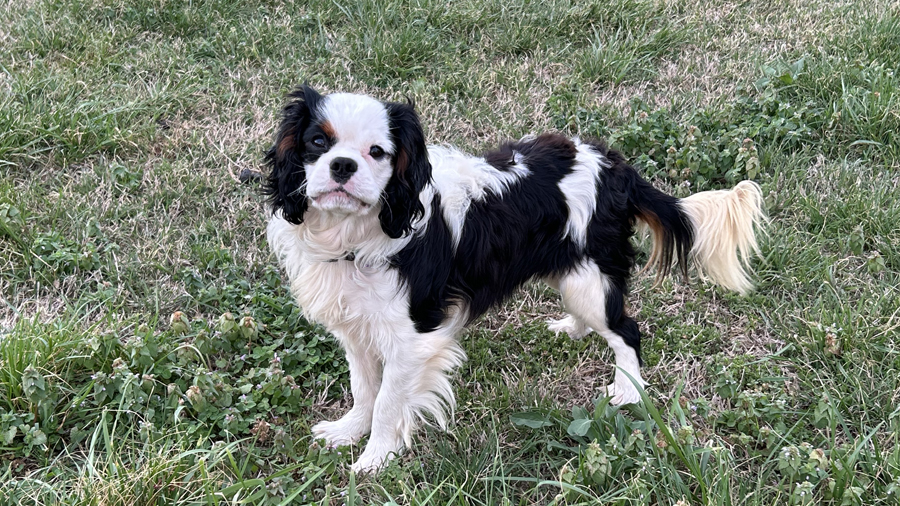 Patch in Rogersville, MO