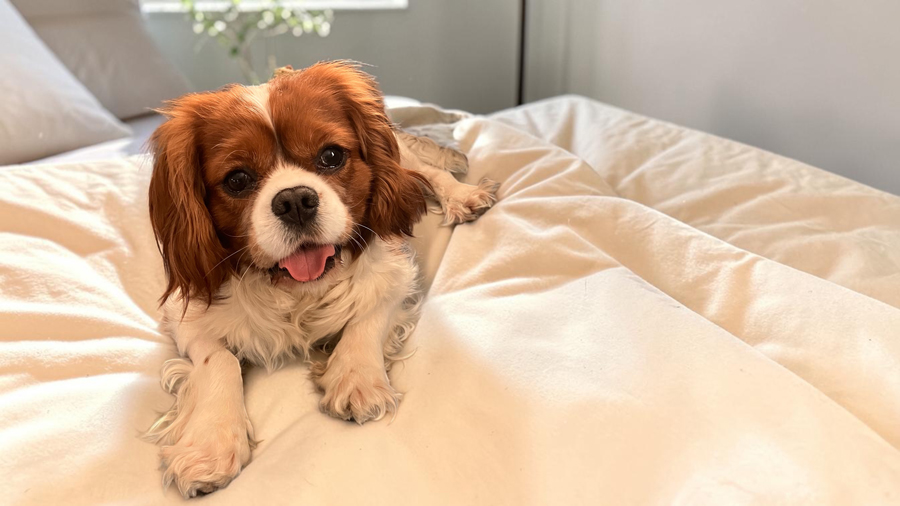 Theo in Alexandria, VA