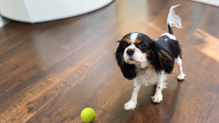 Violet in Sheridan, IL