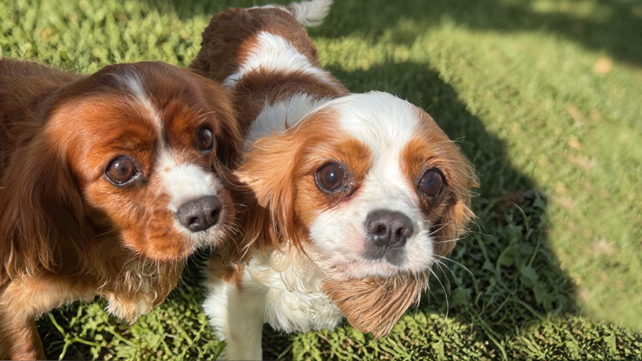 Ruby and Lucy in Greensboro, NC