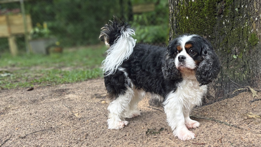 Finnegan in Houston, TX