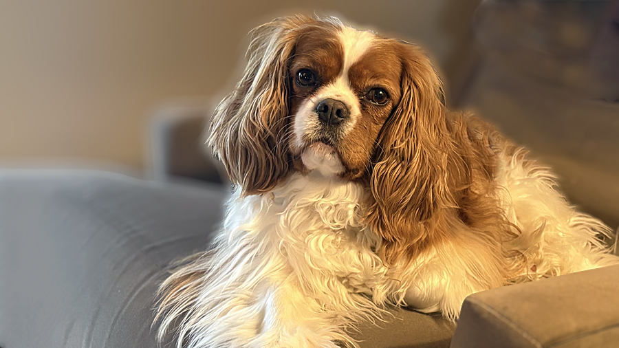 Franklin in Northville, MI