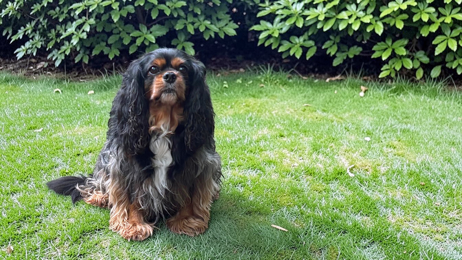Honey Bear in Houston, TX