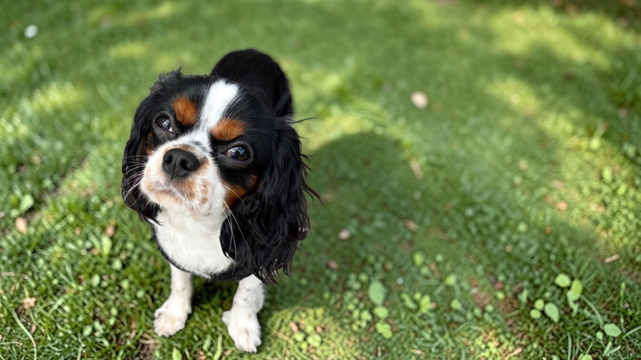 Winston in Canfield, OH