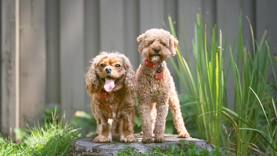 Archie & Frankie in Huntsville, AL