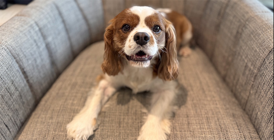 Charlie in Dallas, TX