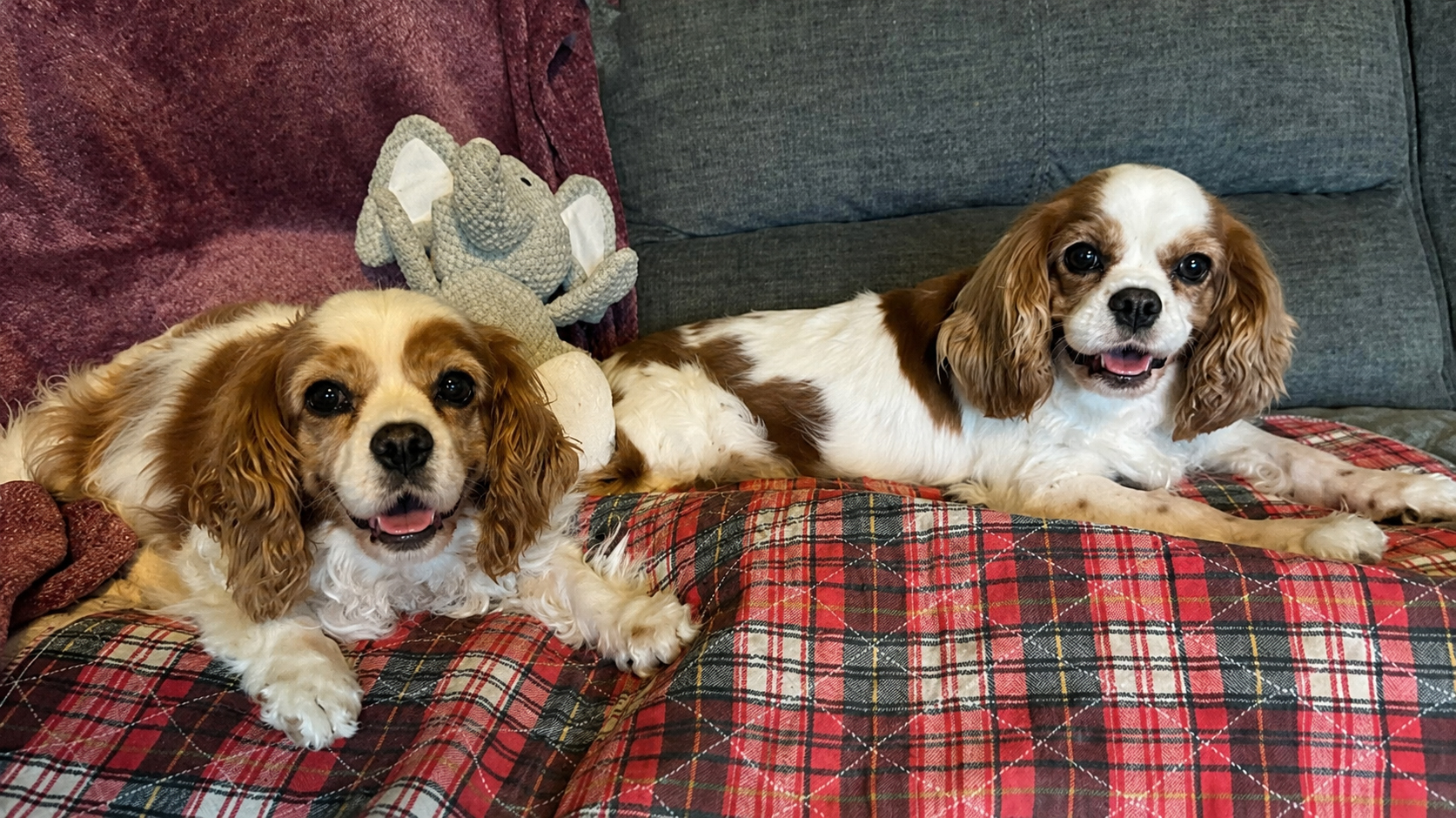 Piper and Magic in Lewisburg, OH