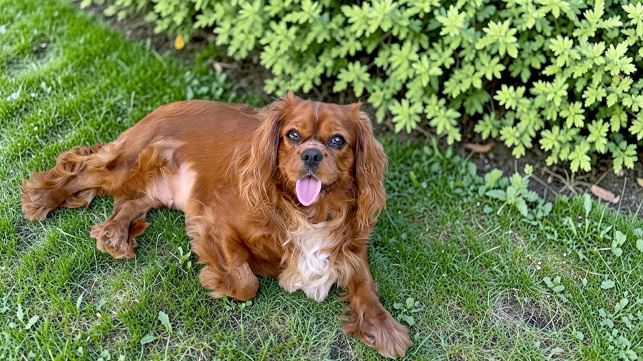 Sage in Villa Park, IL