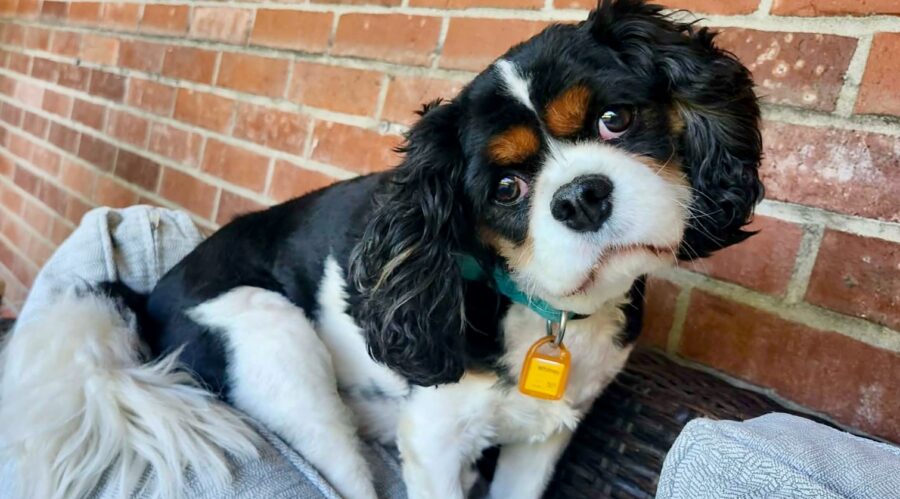 Duke in Little Rock, AR