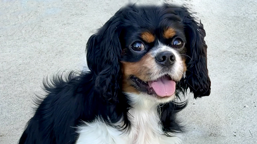 Leo in Des Moines, IA