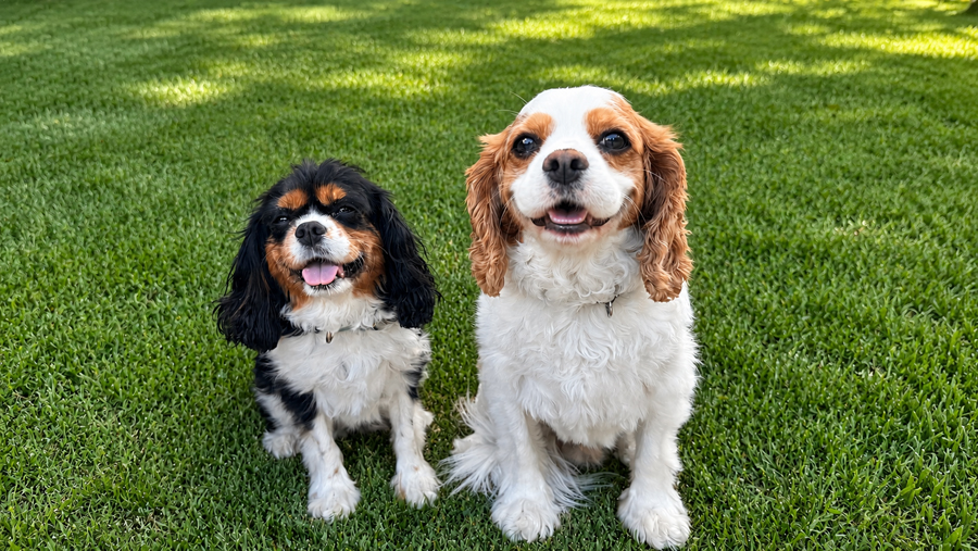 Lexi and Lincoln in Plymouth, MI