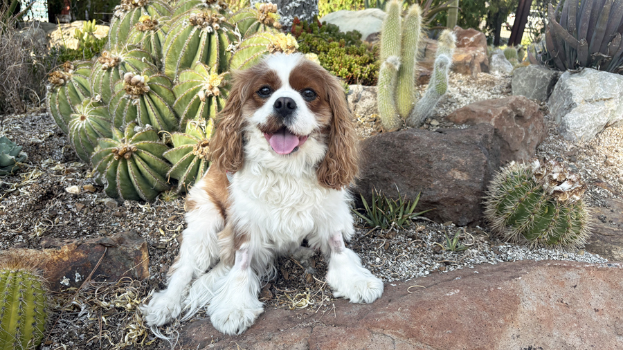 Hattie in Pittsburg, CA