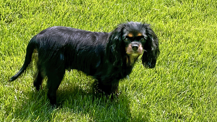 Ivy in Villa Park, IL