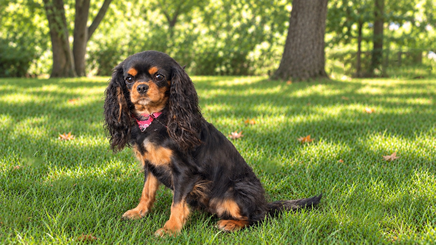 Amy in Arlington Heights, IL