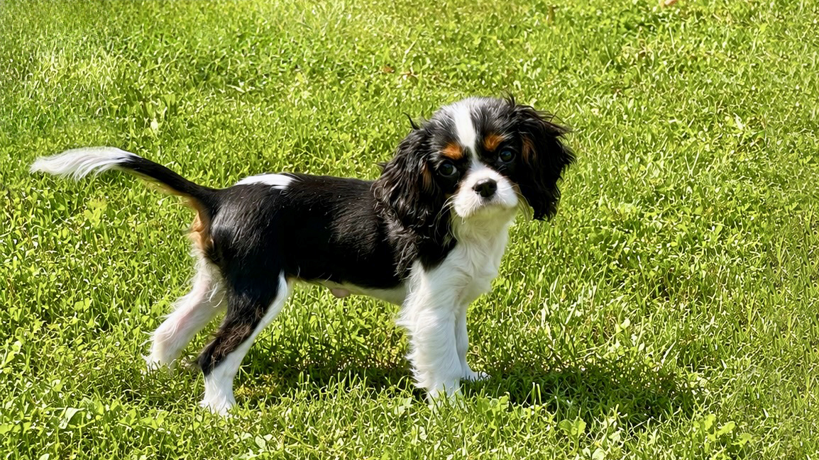 Gidget in North Aurora, IL