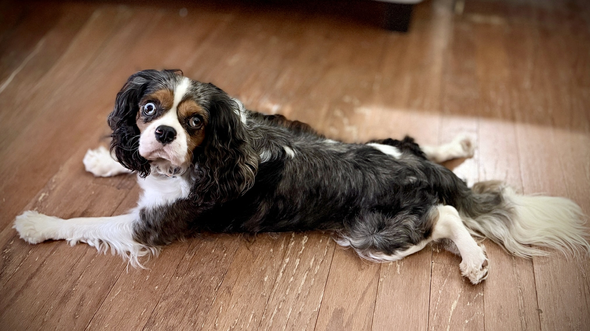 Skye in Little Rock, AR